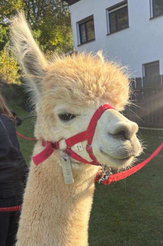 IMG-20261015-WA0007