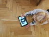 Erste Versuche am Tablet analog vs. digital